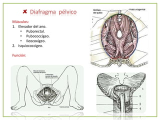 Diafragma pélvico
Músculos:
1. Elevador del ano.
     • Puborectal.
     • Pubococcígeo.
     • Ileocoxígeo.
2. Isquiococcígeo.

Función:
 