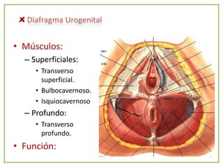 Diafragma Urogenital


• Músculos:
  – Superficiales:
     • Transverso
       superficial.
     • Bulbocavernoso.
     • Isquiocavernoso
  – Profundo:
     • Transverso
       profundo.
• Función:
 