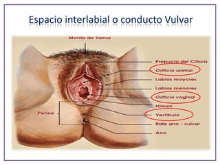 Espacio interlabial o conducto Vulvar
 