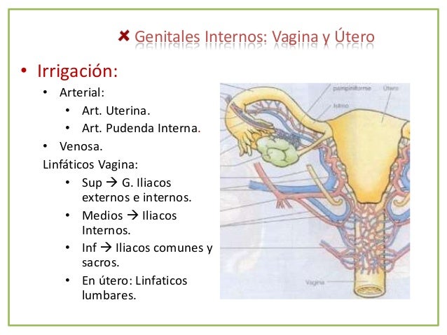 Irrigacion De Los Genitales Externos Femeninos es.slideshare.net