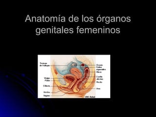 Anatomía de los órganosAnatomía de los órganos
genitales femeninosgenitales femeninos
 