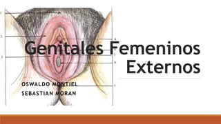 Genitales Femeninos
Externos
OSWALDO MONTIEL
SEBASTIAN MORAN
 