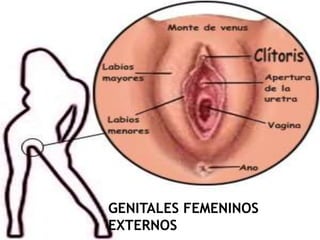 GENITALES FEMENINOS
EXTERNOS
 