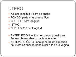ÚTERO
 7.5 cm longitud x 5cm de ancho
 FONDO: parte mas gruesa 5cm
 CUERPO: 5cm longitud
 ISTMO
 CUELLO: 2.5 cm longitud


 ANTEFLEXIÓN: unión de cuerpo y cuello en
  ángulo obtuso abierto hacia adelante
 ANTEVERSIÓN: la línea general de dirección
  del útero es casi perpendicular a la de la vagina.
 