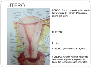 ÚTERO
        FONDO: Por arriba de la inserción de
        las trompas de Falopio. Parte mas
        ancha del útero.




        CUERPO



        ISTMO

        CUELLO: porción supra vaginal


        CUELLO: porción vaginal revestido
        de mucosa vaginal y se proyecta
        hacia los fondos de saco vaginales.
 