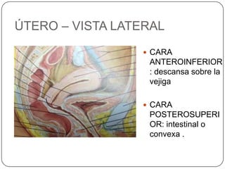 ÚTERO – VISTA LATERAL
                  CARA
                  ANTEROINFERIOR
                  : descansa sobre la
                  vejiga

                  CARA
                  POSTEROSUPERI
                  OR: intestinal o
                  convexa .
 