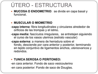 ÚTERO - ESTRUCTURA
 MUCOSA O ENDOMETRIO: se divide en capa basal y
  funcional.

 MUSCULAR O MIOMETRIO
-capa interna: fibra longitudinales y circulares alrededor de
  orificios de las trompas y el istmo.
-capa media: fascículos irregulares, se entretejen siguiendo
  el curso de los vasos uterinos (estrato vascular)
-capa externa: a manera de herradura sobre el
  fondo, desciende por cara anterior y posterior, terminando
  en tejido conjuntivo de ligamentos anchos, uteroovaricos y
  redondos.

 TUNICA SEROSA O PERITONEO:
-en cara anterior. Fondo de saco vesicouterino
-en cara posterior: Fondo de saco de Douglas.
 