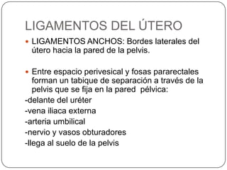 LIGAMENTOS DEL ÚTERO
 LIGAMENTOS ANCHOS: Bordes laterales del
 útero hacia la pared de la pelvis.

 Entre espacio perivesical y fosas pararectales
   forman un tabique de separación a través de la
   pelvis que se fija en la pared pélvica:
-delante del uréter
-vena iliaca externa
-arteria umbilical
-nervio y vasos obturadores
-llega al suelo de la pelvis
 