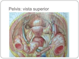 Pelvis: vista superior
 