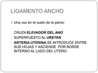 LIGAMENTO ANCHO
 Una vez en el suelo de la pelvis:


- CRUZA ELEVADOR DEL ANO
- SUPERPUESTO AL URETER
- ARTERIA UTERINA SE INTRODUCE ENTRE
 SUS HOJAS Y ASCIENDE POR BORDE
 INTERNO AL LADO DEL UTERO.
 