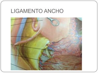 LIGAMENTO ANCHO
 