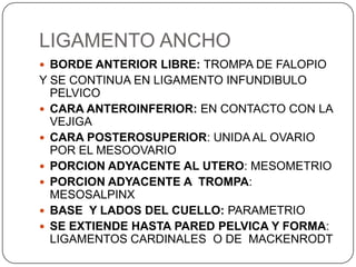 LIGAMENTO ANCHO
 BORDE ANTERIOR LIBRE: TROMPA DE FALOPIO
Y SE CONTINUA EN LIGAMENTO INFUNDIBULO
  PELVICO
 CARA ANTEROINFERIOR: EN CONTACTO CON LA
  VEJIGA
 CARA POSTEROSUPERIOR: UNIDA AL OVARIO
  POR EL MESOOVARIO
 PORCION ADYACENTE AL UTERO: MESOMETRIO
 PORCION ADYACENTE A TROMPA:
  MESOSALPINX
 BASE Y LADOS DEL CUELLO: PARAMETRIO
 SE EXTIENDE HASTA PARED PELVICA Y FORMA:
  LIGAMENTOS CARDINALES O DE MACKENRODT
 