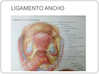 LIGAMENTO ANCHO
 