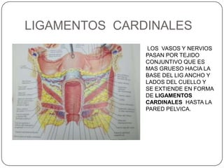 LIGAMENTOS CARDINALES
               LOS VASOS Y NERVIOS
               PASAN POR TEJIDO
               CONJUNTIVO QUE ES
               MAS GRUESO HACIA LA
               BASE DEL LIG ANCHO Y
               LADOS DEL CUELLO Y
               SE EXTIENDE EN FORMA
               DE LIGAMENTOS
               CARDINALES HASTA LA
               PARED PELVICA.
 