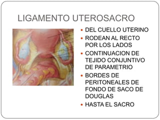 LIGAMENTO UTEROSACRO
           DEL CUELLO UTERINO
           RODEAN AL RECTO
            POR LOS LADOS
           CONTINUACION DE
            TEJIDO CONJUNTIVO
            DE PARAMETRIO
           BORDES DE
            PERITONEALES DE
            FONDO DE SACO DE
            DOUGLAS
           HASTA EL SACRO
 