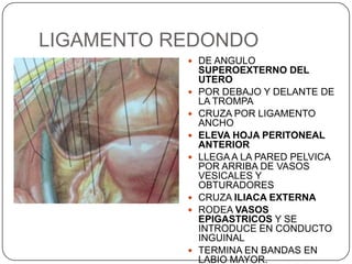 LIGAMENTO REDONDO
            DE ANGULO
               SUPEROEXTERNO DEL
               UTERO
              POR DEBAJO Y DELANTE DE
               LA TROMPA
              CRUZA POR LIGAMENTO
               ANCHO
              ELEVA HOJA PERITONEAL
               ANTERIOR
              LLEGA A LA PARED PELVICA
               POR ARRIBA DE VASOS
               VESICALES Y
               OBTURADORES
              CRUZA ILIACA EXTERNA
              RODEA VASOS
               EPIGASTRICOS Y SE
               INTRODUCE EN CONDUCTO
               INGUINAL
              TERMINA EN BANDAS EN
               LABIO MAYOR.
 