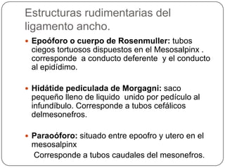 Estructuras rudimentarias del
ligamento ancho.
 Epoóforo o cuerpo de Rosenmuller: tubos
 ciegos tortuosos dispuestos en el Mesosalpinx .
 corresponde a conducto deferente y el conducto
 al epidídimo.

 Hidátide pediculada de Morgagni: saco
 pequeño lleno de liquido unido por pedículo al
 infundíbulo. Corresponde a tubos cefálicos
 delmesonefros.

 Paraoóforo: situado entre epoofro y utero en el
 mesosalpinx
 Corresponde a tubos caudales del mesonefros.
 