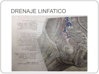 DRENAJE LINFATICO
 