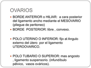 OVARIOS
 BORDE ANTERIOR o HILIAR: a cara posterior
  del ligamento ancho mediante el MESOVARIO
  (pliegue de peritoneo)
 BORDE POSTERIOR: libre , convexo.


 POLO UTERINO O INFERIOR: fijo al Angulo
 externo del útero por el ligamento
 UTEROOVARICO.

 POLO TUBARIO O SUPERIOR: mas angosto
 , ligamento suspensorio. (infundíbulo
 pélvico, vasos ováricos).
 