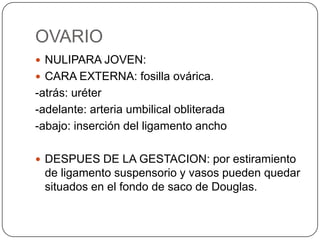 OVARIO
 NULIPARA JOVEN:
 CARA EXTERNA: fosilla ovárica.
-atrás: uréter
-adelante: arteria umbilical obliterada
-abajo: inserción del ligamento ancho

 DESPUES DE LA GESTACION: por estiramiento
 de ligamento suspensorio y vasos pueden quedar
 situados en el fondo de saco de Douglas.
 