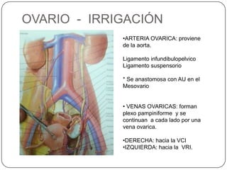 OVARIO - IRRIGACIÓN
             •ARTERIA OVARICA: proviene
             de la aorta.

             Ligamento infundibulopelvico
             Ligamento suspensorio

             * Se anastomosa con AU en el
             Mesovario


             • VENAS OVARICAS: forman
             plexo pampiniforme y se
             continuan a cada lado por una
             vena ovarica.

             •DERECHA: hacia la VCI
             •IZQUIERDA: hacia la VRI.
 