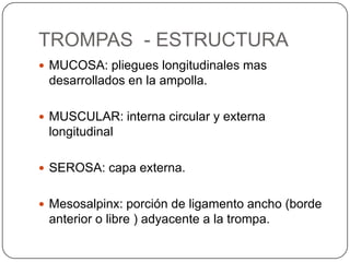 TROMPAS - ESTRUCTURA
 MUCOSA: pliegues longitudinales mas
 desarrollados en la ampolla.

 MUSCULAR: interna circular y externa
 longitudinal

 SEROSA: capa externa.


 Mesosalpinx: porción de ligamento ancho (borde
 anterior o libre ) adyacente a la trompa.
 