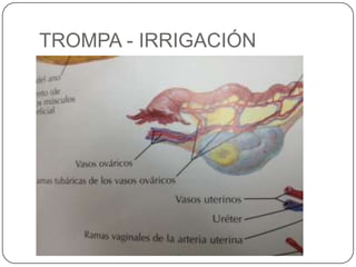 TROMPA - IRRIGACIÓN
 