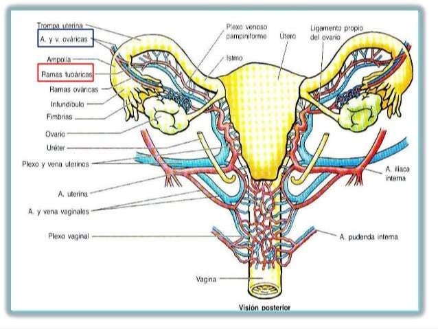 Aparato Reproductor Femenino