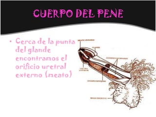 CUERPO DEL PENE

• Cerca de la punta
  del glande
  encontramos el
  orificio uretral
  externo (meato)
 