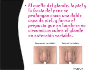 • El cuello del glande, la piel y
  la fascia del pene se
  prolongan como una doble
  capa de piel, y forma el
  prepucio que en hombres no
  circuncisos cubre el glande
  en extensión variable.
 