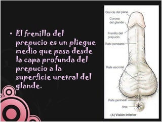 • El frenillo del
  prepucio es un pliegue
  medio que pasa desde
  la capa profunda del
  prepucio a la
  superficie uretral del
  glande.
 