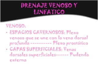 DRENAJE VENOSO Y
         LINFATICO

VENOSO:
• ESPACIOS CAVERNOSOS: Plexo
  venoso que se une con la vena dorsal
  profunda ---------- Plexo prostático
• CAPAS SUPERFICIALES: Venas
  dorsales superficiales------ Pudenda
  externa
 