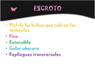 ESCROTO

• Piel de las bolsas que cubren los
  testículos.
• Fina
• Extensible
• Color obscuro
• Repliegues transversales
 