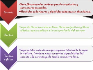 • Saco fibromuscular cutáneo para los testículos y
            estructuras asociadas.
Escroto   • Glándulas sudoríparas y glándulas sebáceas en abundancia




          • Capa de fibras musculares lisas, fibras conjuntivas y fibras
            elásticas que se aplican a la cara profunda del escroto
Dartos




          • Capa celular subcutánea que separa el dartos de la capa
            inmediata. Contiene vasos y nervios superficiales del
Túnica      escroto . Se constituye de tejido conjuntivo laxo.
celular
 