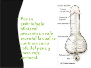 • Por su
  embriología
  bilateral
  presenta un rafe
  escrotal la cual se
  continua como
  rafe del pene y
  como rafe
  perineal.
 