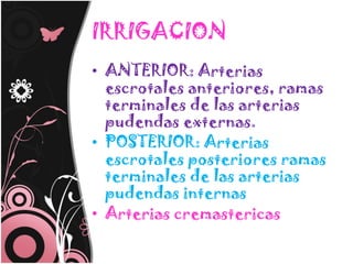 IRRIGACION
• ANTERIOR: Arterias
  escrotales anteriores, ramas
  terminales de las arterias
  pudendas externas.
• POSTERIOR: Arterias
  escrotales posteriores ramas
  terminales de las arterias
  pudendas internas
• Arterias cremastericas
 