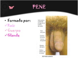PENE

• Formado por:
Raíz
Cuerpo
Glande
 