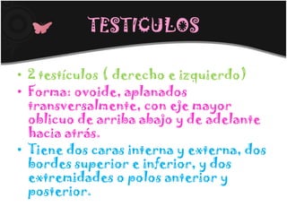 TESTICULOS

• 2 testículos ( derecho e izquierdo)
• Forma: ovoide, aplanados
  transversalmente, con eje mayor
  oblicuo de arriba abajo y de adelante
  hacia atrás.
• Tiene dos caras interna y externa, dos
  bordes superior e inferior, y dos
  extremidades o polos anterior y
  posterior.
 