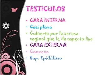 TESTICULOS
• CARA INTERNA
• Casi plana
• Cubierta por la serosa
  vaginal que le da aspecto liso
• CARA EXTERNA
• Convexa
• Sup. Epidídimo
 
