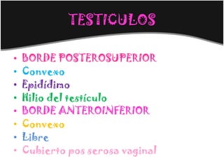 TESTICULOS

•   BORDE POSTEROSUPERIOR
•   Convexo
•   Epidídimo
•   Hilio del testículo
•   BORDE ANTEROINFERIOR
•   Convexo
•   Libre
•   Cubierto pos serosa vaginal
 