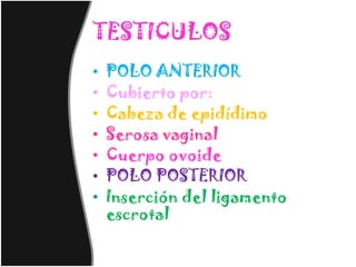 TESTICULOS
•   POLO ANTERIOR
•   Cubierto por:
•   Cabeza de epidídimo
•   Serosa vaginal
•   Cuerpo ovoide
•   POLO POSTERIOR
•   Inserción del ligamento
    escrotal
 
