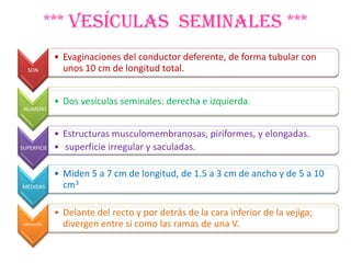*** Vesículas seminales ***
               • Evaginaciones del conductor deferente, de forma tubular con
   SON           unos 10 cm de longitud total.


               • Dos vesículas seminales: derecha e izquierda.
 NUMERO



               • Estructuras musculomembranosas, piriformes, y elongadas.
SUPERFICIE     • superficie irregular y saculadas.

               • Miden 5 a 7 cm de longitud, de 1.5 a 3 cm de ancho y de 5 a 10
MEDIDAS          cm3

               • Delante del recto y por detrás de la cara inferior de la vejiga;
 UBICACIÓN:      divergen entre si como las ramas de una V.
 
