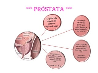 *** PRÓSTATA ***
 