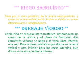 *** RIEGO SANGUÍNEO***
Dado por la rama prostática de la arteria vesicoprostática y
  ramas de la hemorroidal media. Ambas se dividen en ramas
  intracapsulares e intraglandulares.

        *** DRENAJE VENOSO **
Conducido en el plexo lateroprostático; desembocan las
  venas de la uretra y el plexo de Santorini; dos
  corrientes venosas se unen a la vena iliaca interna;
  una sup. Para la base prostática que drena en la vena
  vesical y otra inferior para las caras laterales, que
  drena en la vena pudenda interna.
 