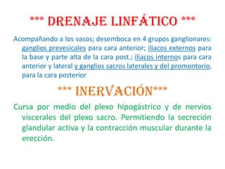 *** DRENAJE LINFÁTICO ***
Acompañando a los vasos; desemboca en 4 grupos ganglionares:
  ganglios prevesicales para cara anterior; iliacos externos para
  la base y parte alta de la cara post.; iliacos internos para cara
  anterior y lateral y ganglios sacros laterales y del promontorio,
  para la cara posterior

              *** INERVACIÓN***
Cursa por medio del plexo hipogástrico y de nervios
  viscerales del plexo sacro. Permitiendo la secreción
  glandular activa y la contracción muscular durante la
  erección.
 