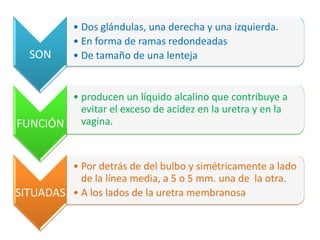 • Dos glándulas, una derecha y una izquierda.
           • En forma de ramas redondeadas
  SON      • De tamaño de una lenteja


        • producen un líquido alcalino que contribuye a
          evitar el exceso de acidez en la uretra y en la
FUNCIÓN vagina.


         • Por detrás de del bulbo y simétricamente a lado
           de la línea media, a 5 o 5 mm. una de la otra.
SITUADAS • A los lados de la uretra membranosa
 