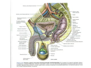 genitales masculinos