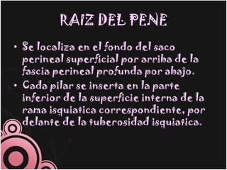 RAIZ DEL PENE
• Se localiza en el fondo del saco
  perineal superficial por arriba de la
  fascia perineal profunda por abajo.
• Cada pilar se inserta en la parte
  inferior de la superficie interna de la
  rama isquiatica correspondiente, por
  delante de la tuberosidad isquiatica.
 