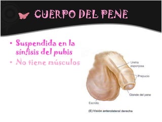 CUERPO DEL PENE

• Suspendida en la
  sínfisis del pubis
• No tiene músculos
 