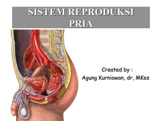 SISTEM REPRODUKSI
PRIA
Created by :
Agung Kurniawan, dr, MKes
 